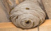 Wasp nest removal cost