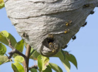 Wasp nest in tree