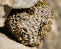 Wasp nest removal service